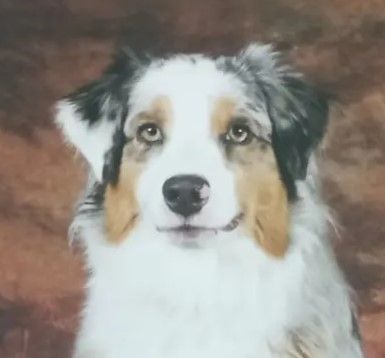 CH. Shelsie De La Vallée Du Bozançon