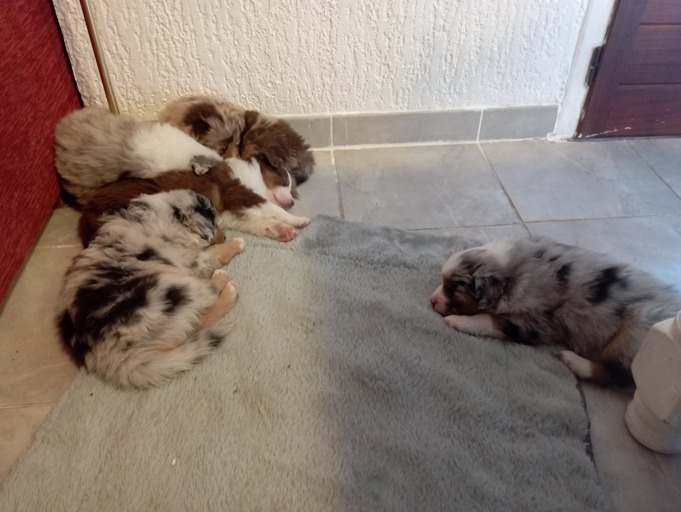 Les Patounes De Provence - Berger Australien - Portée née le 03/11/2025