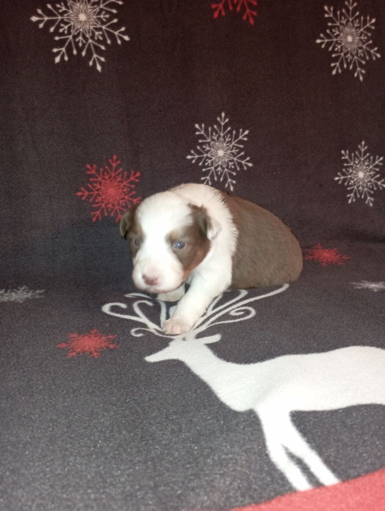 Les Patounes De Provence - Chiots disponibles - Berger Australien