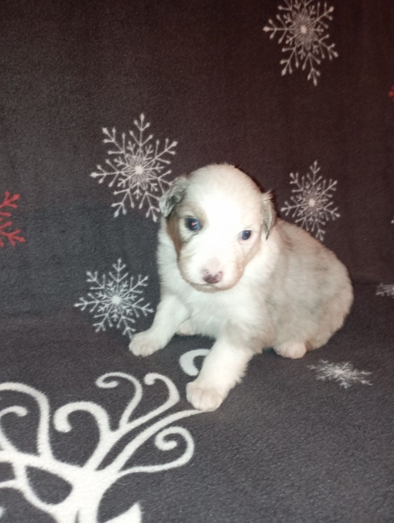 Les Patounes De Provence - Chiots disponibles - Berger Australien