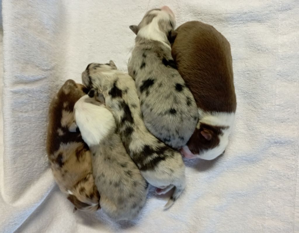 Les Patounes De Provence - Berger Australien - Portée née le 03/11/2025