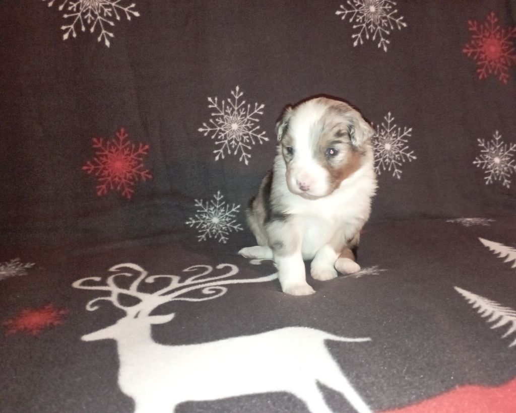 Les Patounes De Provence - Chiots disponibles - Berger Australien